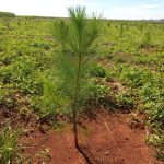 Pinus plantado na área experimental