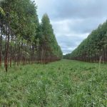 Integração Lavoura-pecuária-floresta (Jornada Florestal)